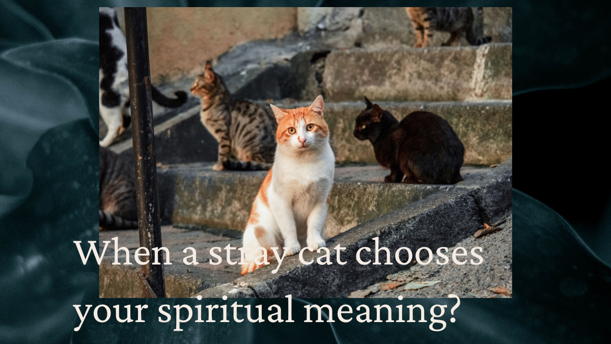 When A Stray Cat Chooses Your Spiritual Meaning? » Badassquotes.in